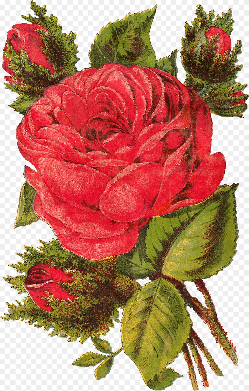 Red Rose Photo Download, Flower, Plant, Pattern, Art Free Transparent Png