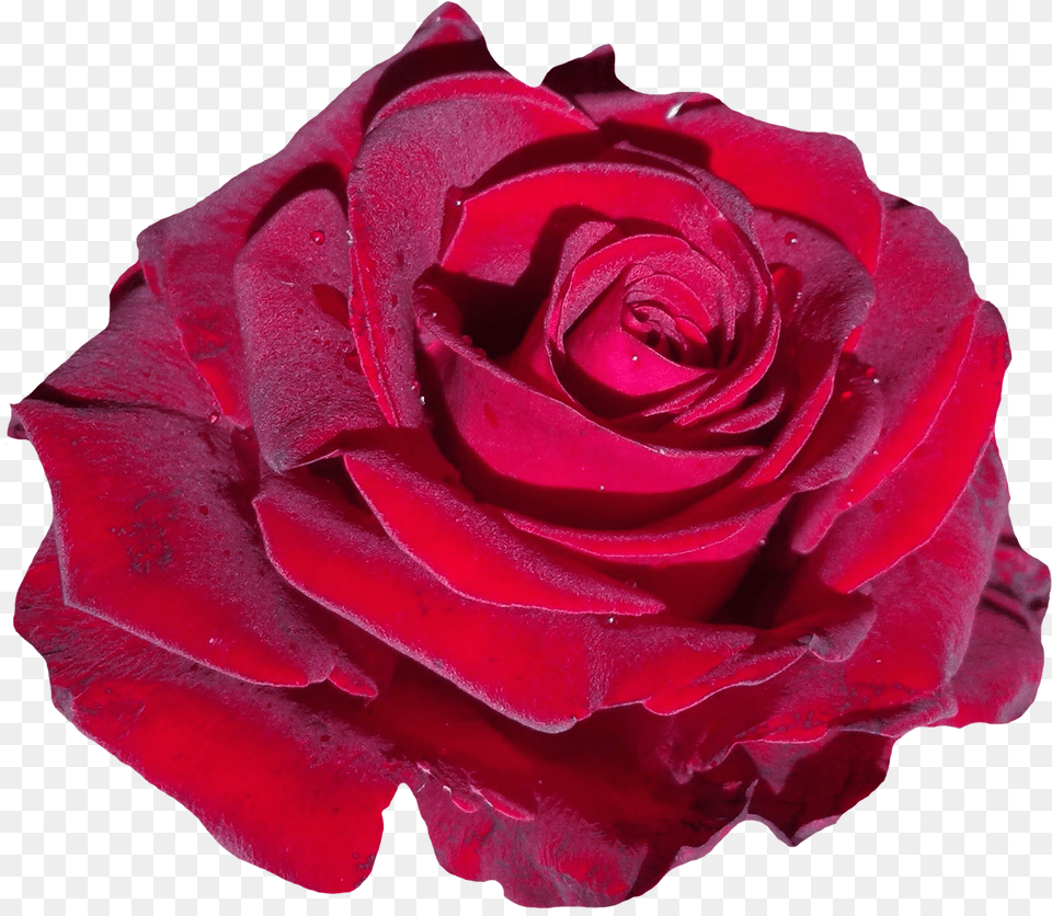 Red Rose Rose Png Image