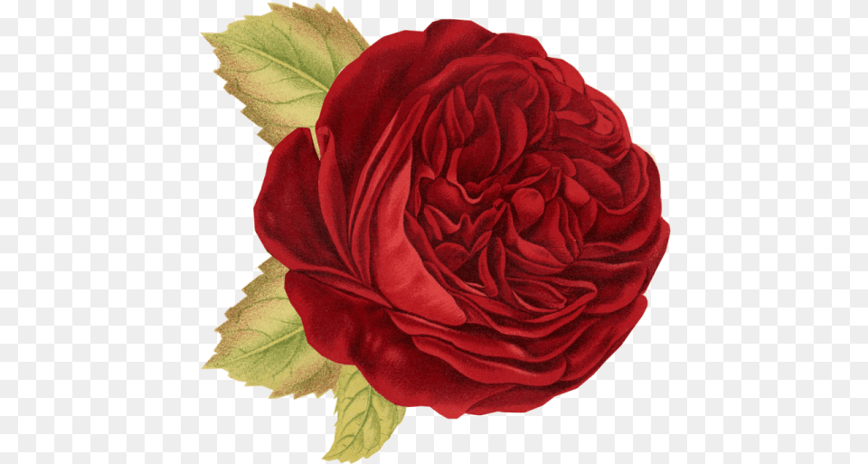 Red Rose Rose Flower Throw Blanket, Plant, Carnation, Petal Free Png