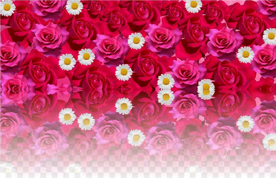 Red Rose Roses Love Romantic Red Rose Image Love Romantic Rose Flower, Plant, Petal, Pattern, Graphics Free Png
