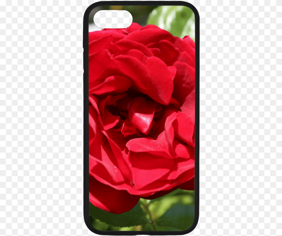 Red Rose Rubber Case For Iphone 7 Smartphone, Flower, Petal, Plant, Geranium Png