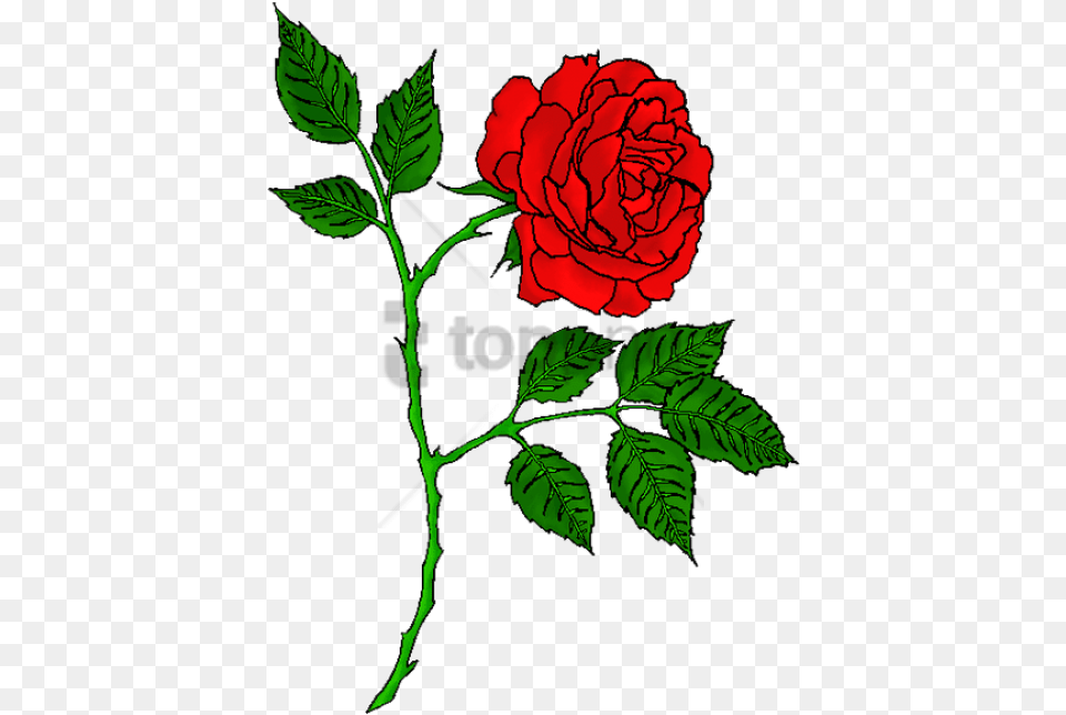 Red Rose Tattoo Image With Portable Network Graphics, Flower, Leaf, Plant Free Png