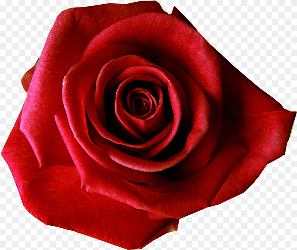 Red Rose Transmission Infinity Of The 7 Day Hd Red Rose Flower Transparent Background, Plant, Petal Free Png