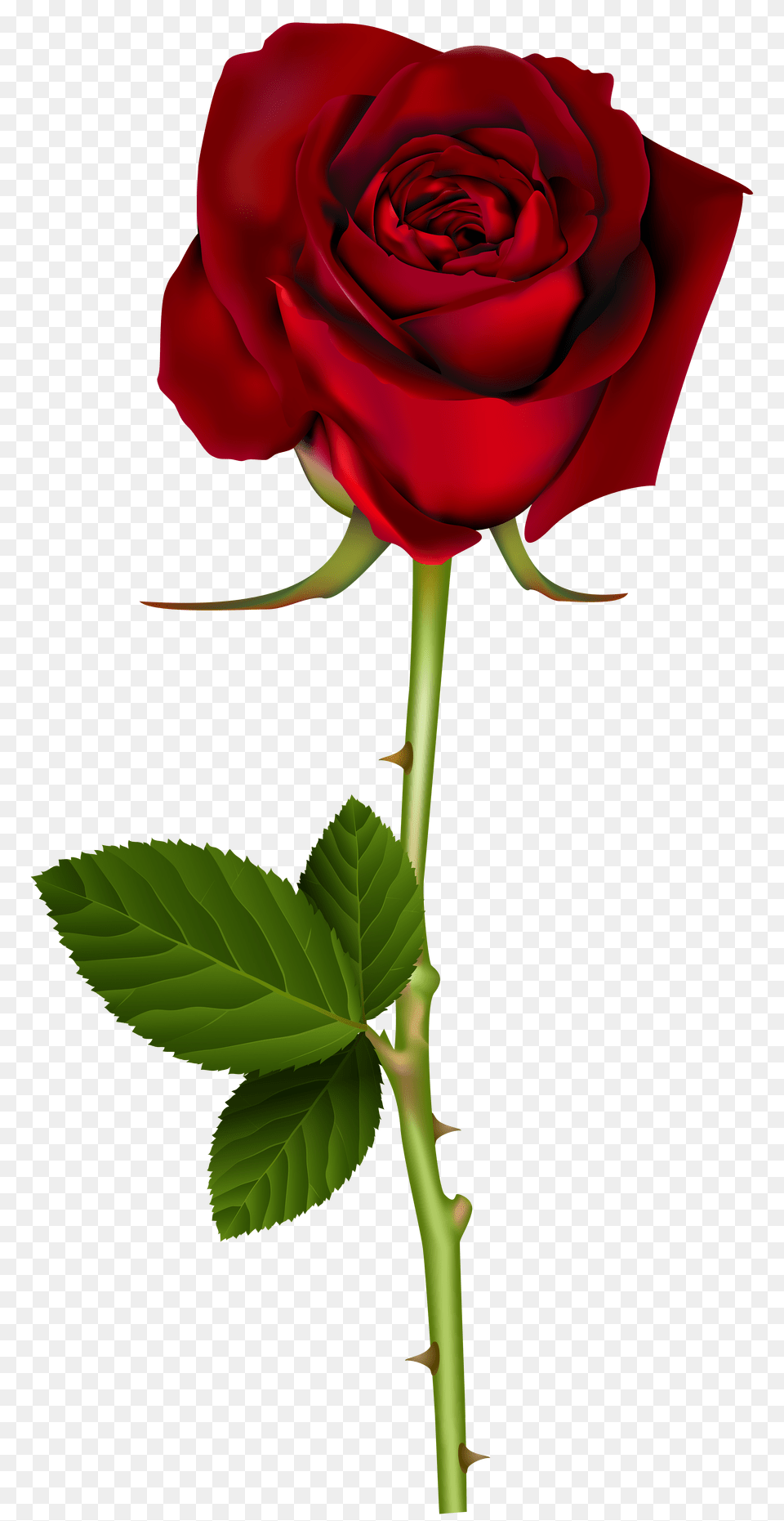 Red Rose Transparent, Flower, Plant Png Image