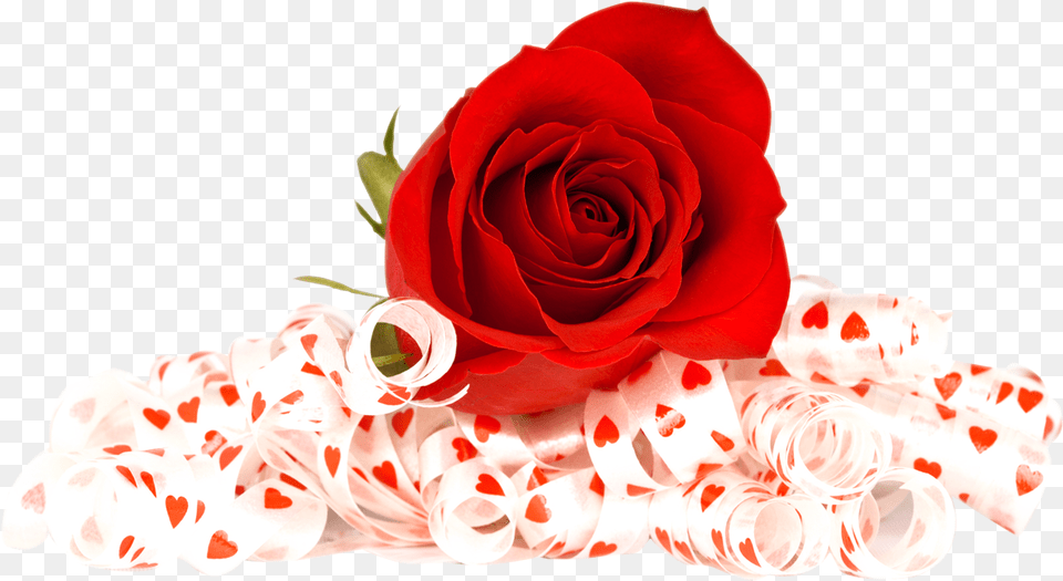 Red Rose Transparent Background Rose In, Flower, Flower Arrangement, Flower Bouquet, Plant Png Image