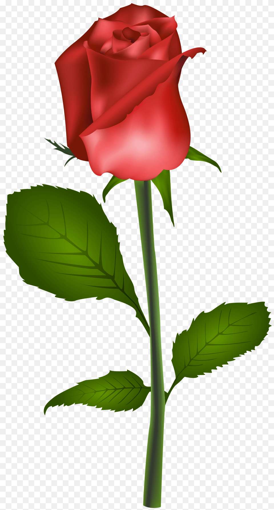 Red Rose Transparent Clip Art, Flower, Plant, Cross, Symbol Free Png Download