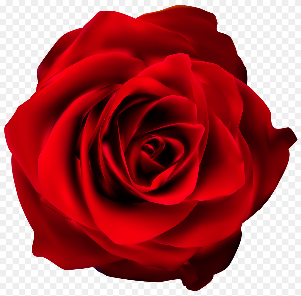 Red Rose Transparent Clip Art, Flower, Plant Png Image