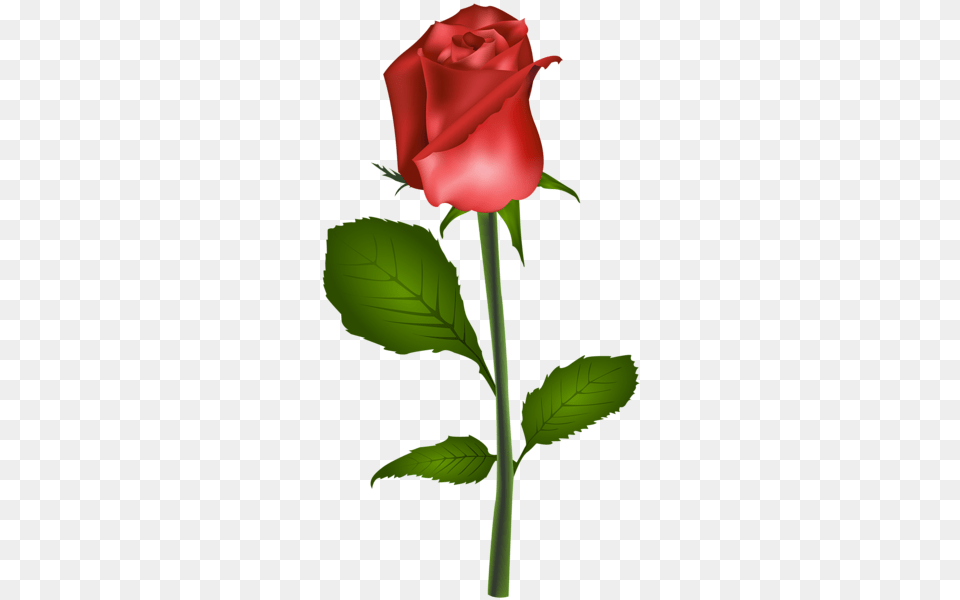 Red Rose Transparent Clip Art Florals Art, Flower, Plant Png Image