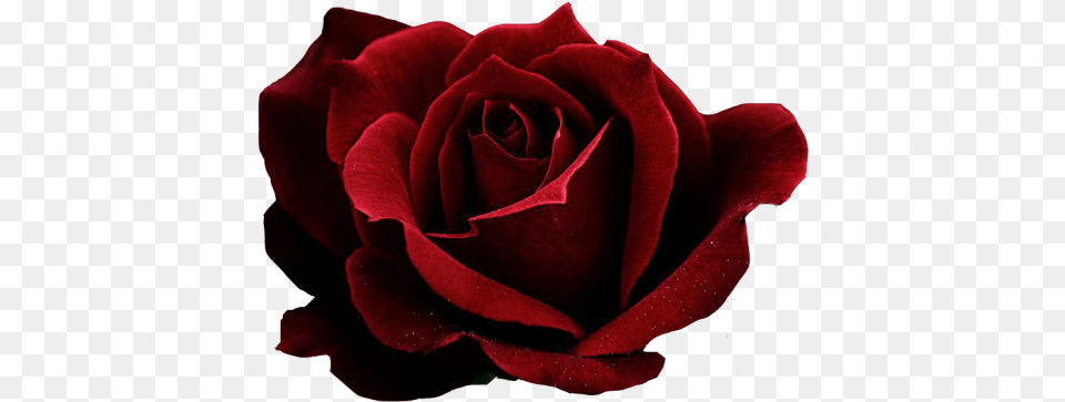 Red Rose Transparent Dark Red Rose, Flower, Plant Png