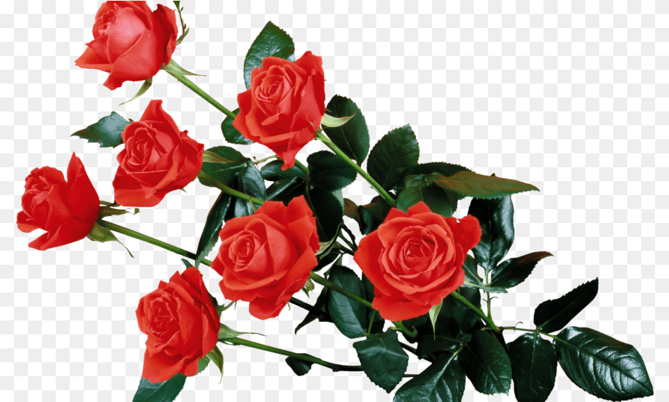 Red Rose Transparent Flowers Rose Wallpaper, Flower, Plant, Flower Arrangement, Flower Bouquet Free Png