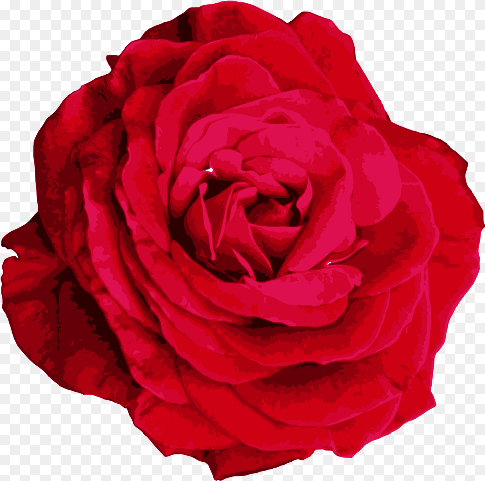 Red Rose Transparent Hybrid Tea Rose, Flower, Plant Free Png Download