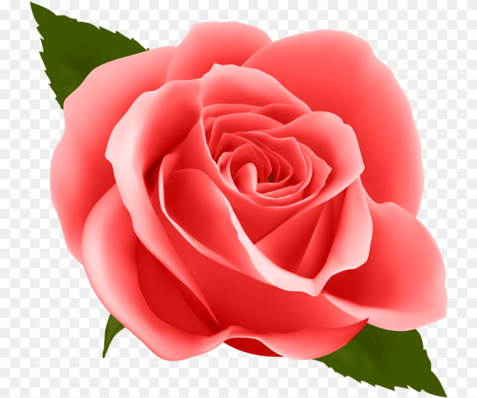 Red Rose Transparent Transparent Background Blue Rose Clipart, Flower, Plant, Petal Free Png