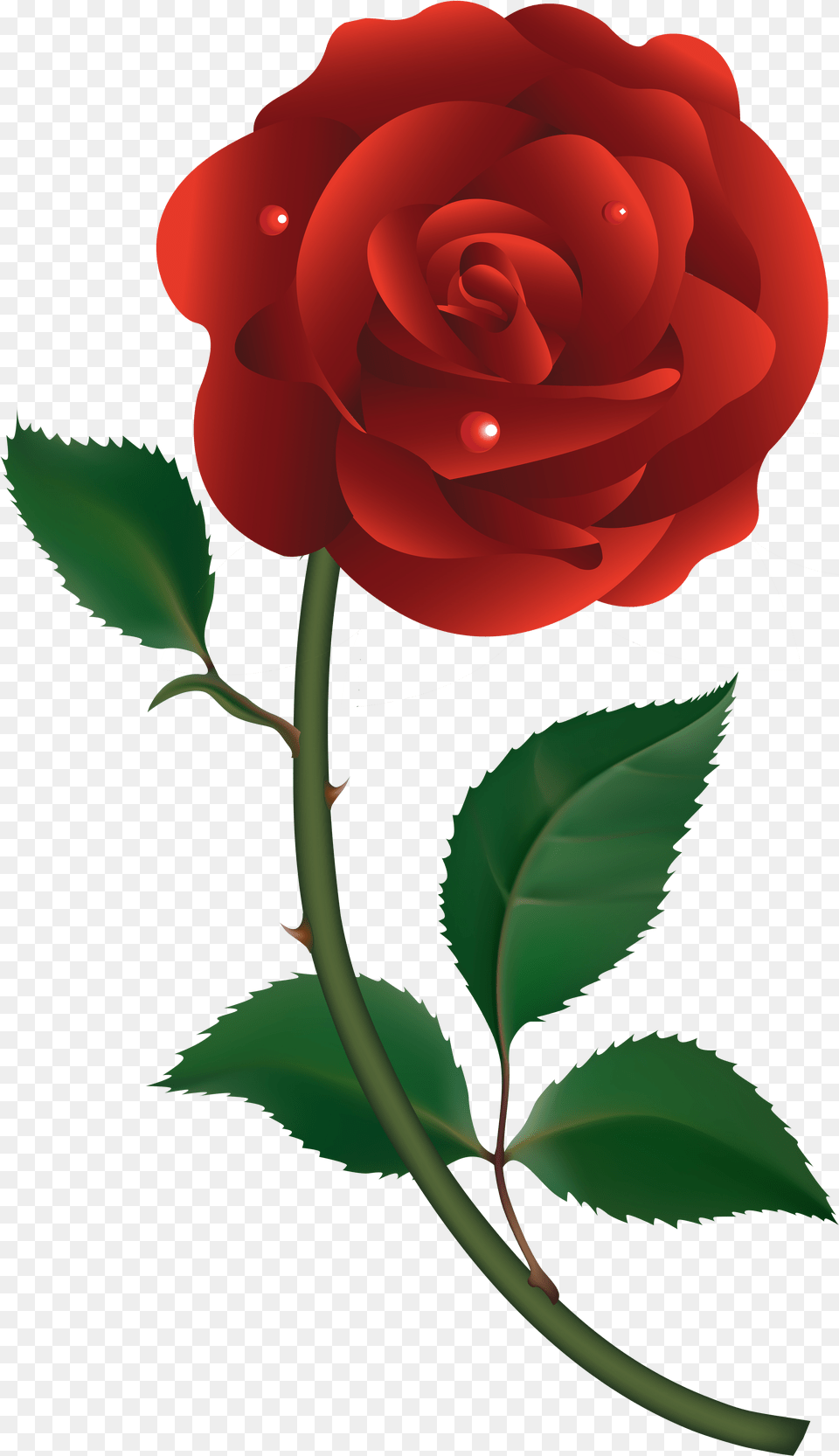 Red Rose Vector Free Png