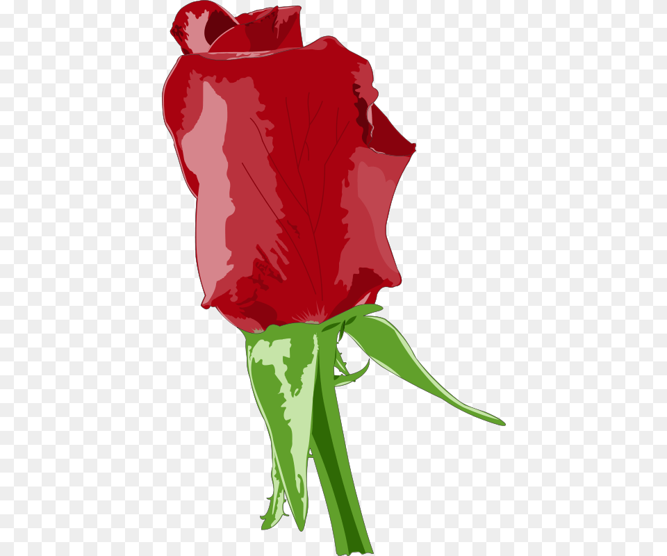 Red Rose Vector, Flower, Plant, Person, Petal Free Png
