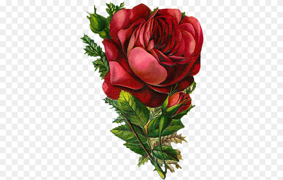 Red Rose Vintage, Flower, Plant, Art Free Transparent Png