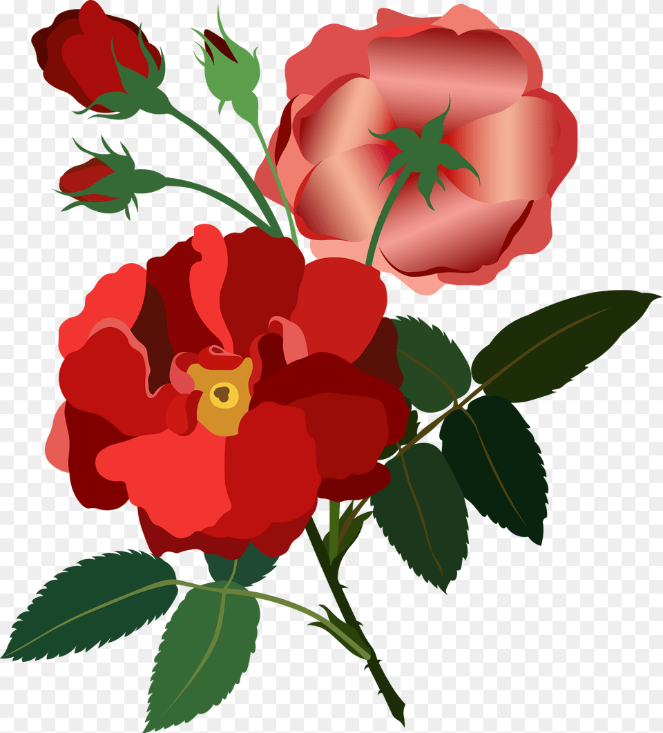 Red Rose Vintage Clipart, Flower, Plant, Petal, Hibiscus Png