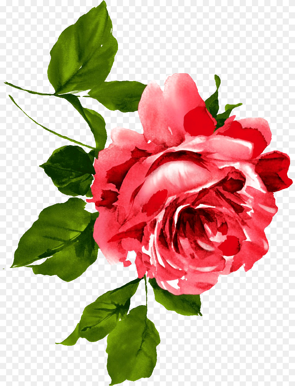 Red Rose Watercolor Painting, Flower, Plant, Petal Free Transparent Png