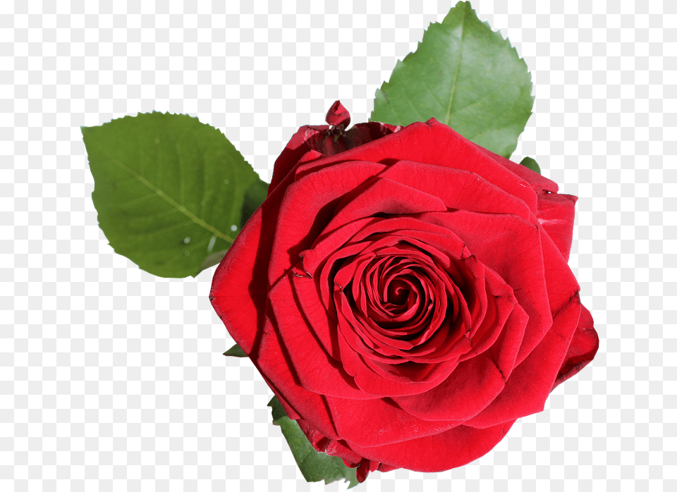 Red Rose With Green Leaves Rode Roos In Bloei, Flower, Plant Free Png Download