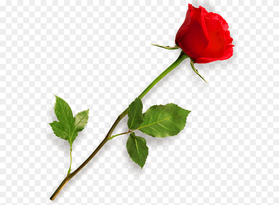Red Rose With Leaf Picsart Effect Download, Flower, Plant Png Image