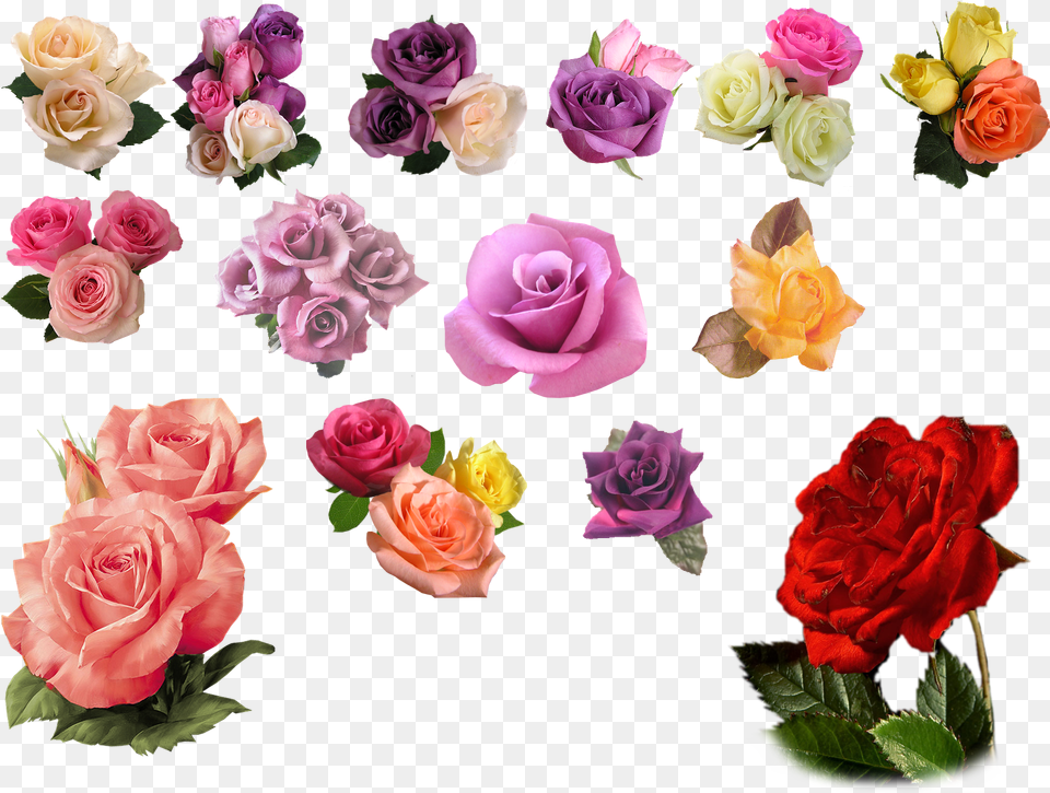 Red Rose With Leaf Transparent Background Adobe Photoshop Files Download, Flower, Plant, Flower Arrangement, Flower Bouquet Free Png
