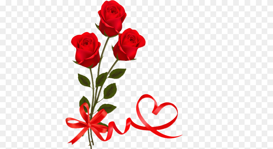 Red Rose With Ribbon Valentine Day Valentine Day Red Rose, Flower, Plant, Art, Floral Design Png Image