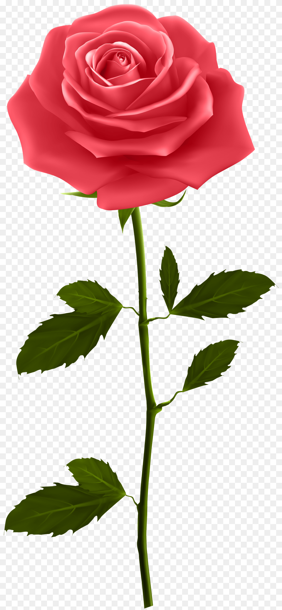 Red Rose With Stem Clip, Flower, Plant Free Png