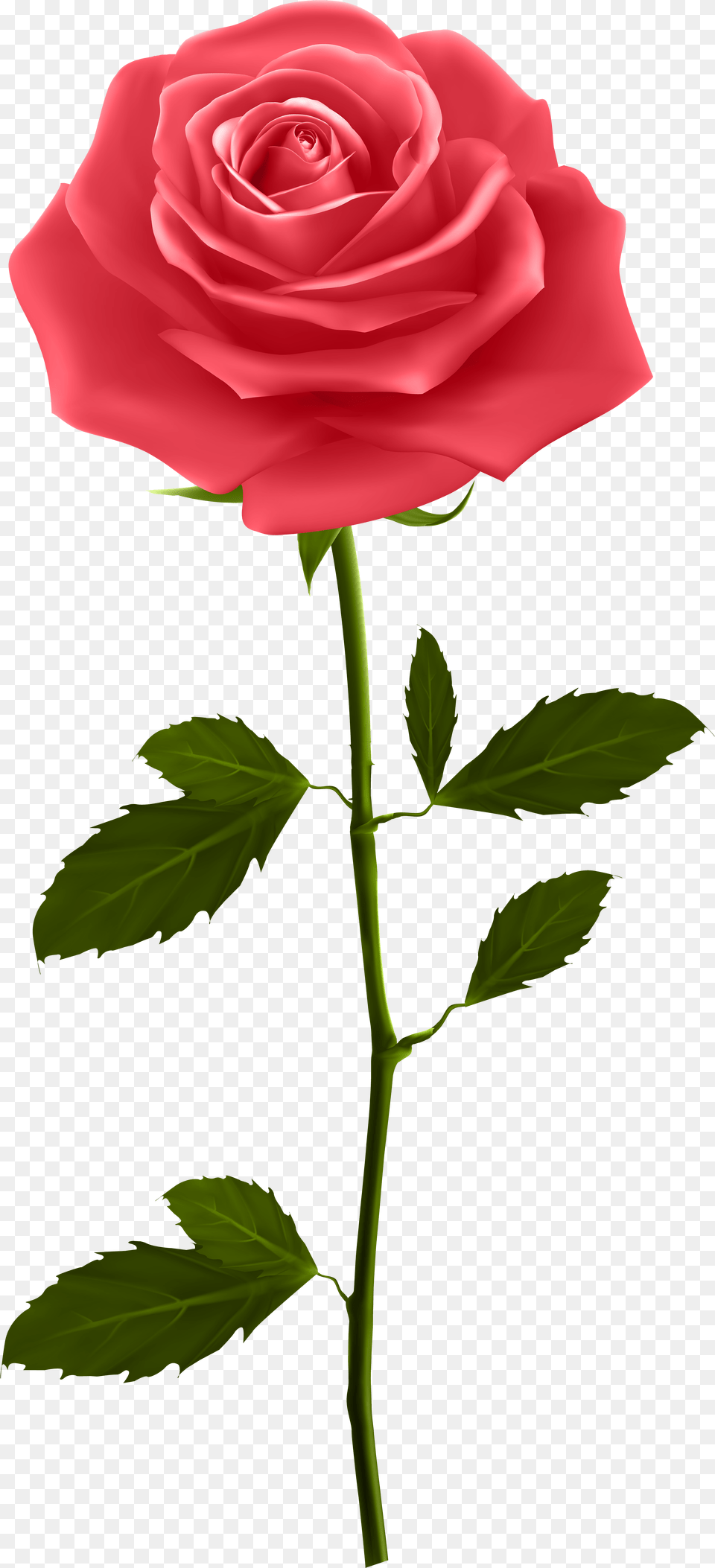 Red Rose With Stem Clip Art Red Rose With Stem, Flower, Plant Png