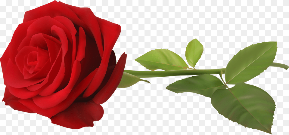 Red Rose With Stem Transparent Clip Art Image Rose, Flower, Plant Free Png Download