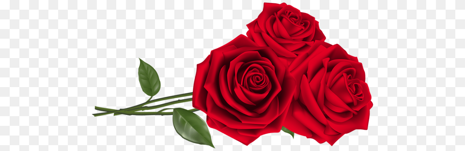 Red Roses, Flower, Plant, Rose Free Transparent Png