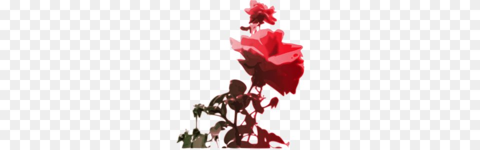 Red Roses Blooming Clip Art, Flower, Geranium, Plant, Rose Png Image