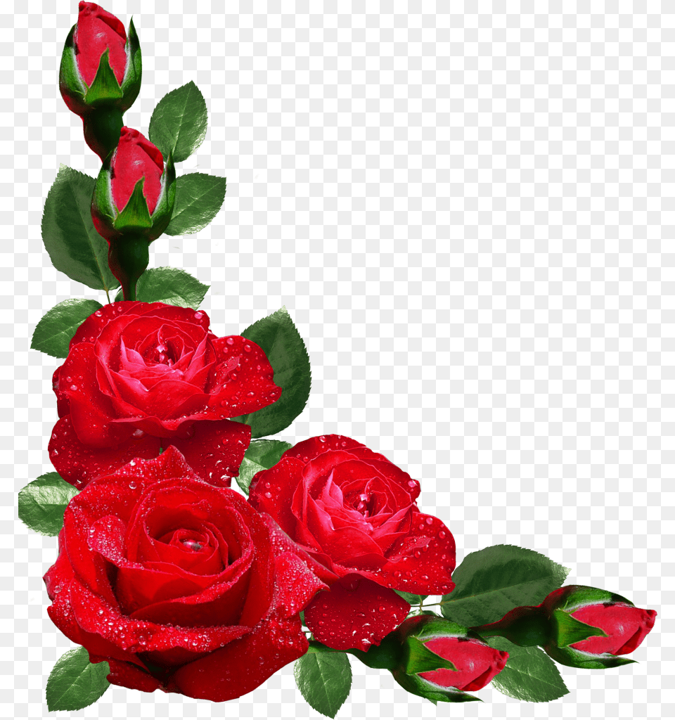 Red Roses Border Rose Corner Border, Flower, Plant, Flower Arrangement Free Png Download