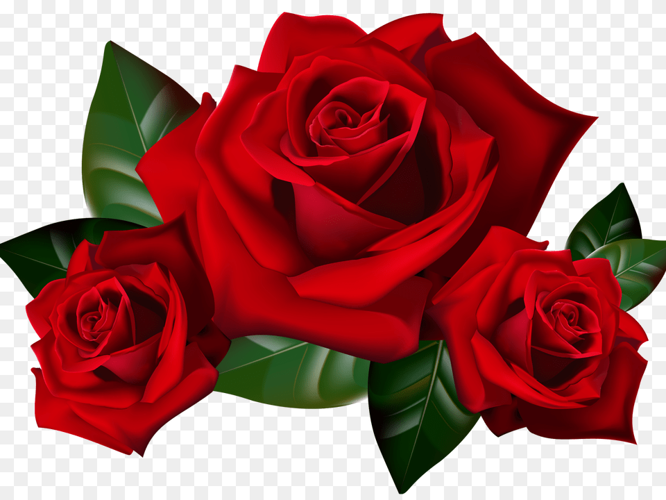 Red Roses Clipart Picture Hd Desktop Wallpaper Widescreen, Flower, Plant, Rose Free Png