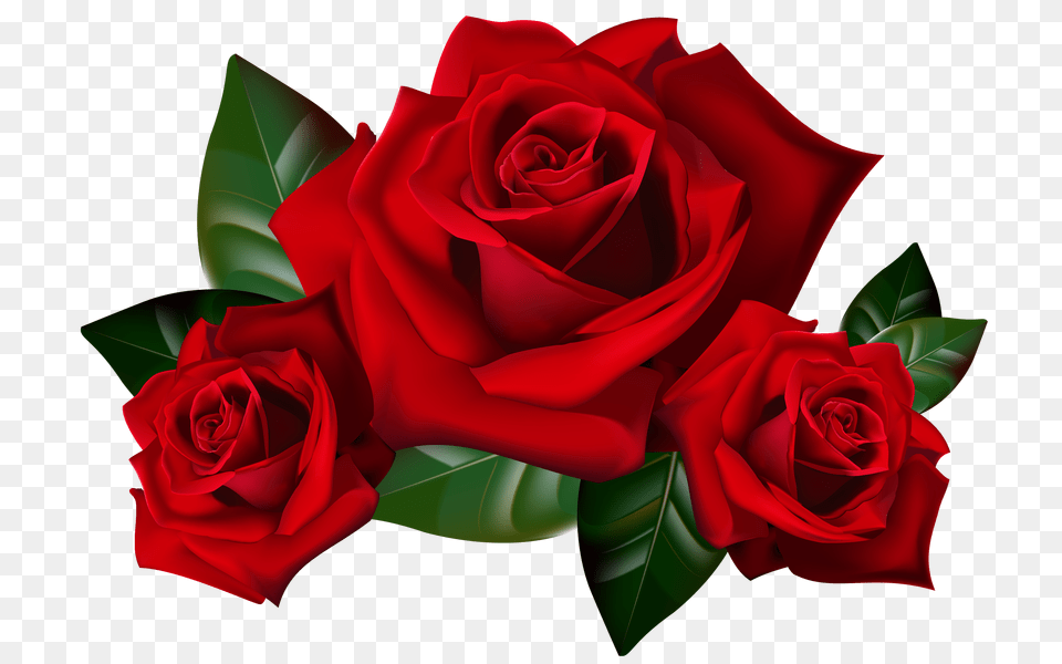 Red Roses Clipart Picture Hd Desktop Wallpaper Widescreen, Flower, Plant, Rose Free Png Download