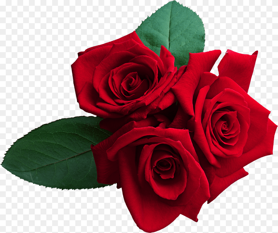 Red Roses Clipart Red Rose, Flower, Plant, Flower Arrangement, Flower Bouquet Png