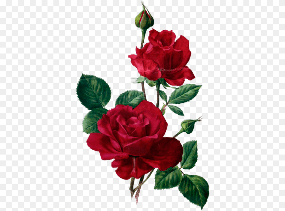 Red Roses Design Flowers Red Roses And Rose, Flower, Plant Png