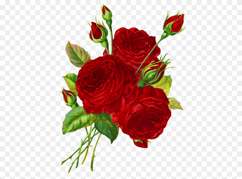 Red Roses Drawing Clipart Rose Rose Images, Art, Floral Design, Flower, Graphics Png