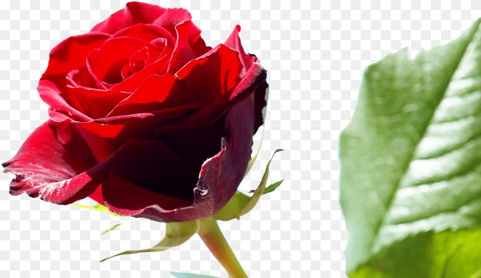 Red Roses Flower Rose Pictures 429png Friendship Day 2018 Download, Plant Png