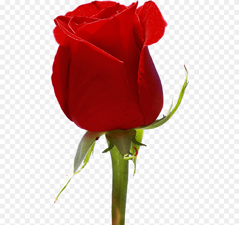 Red Roses For Valentine S Day Flowers Fundraiser Floribunda, Flower, Plant, Rose Png