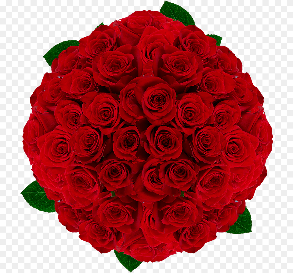 Red Roses For Valentine S Day Garden Roses, Flower, Flower Arrangement, Flower Bouquet, Plant Free Png Download