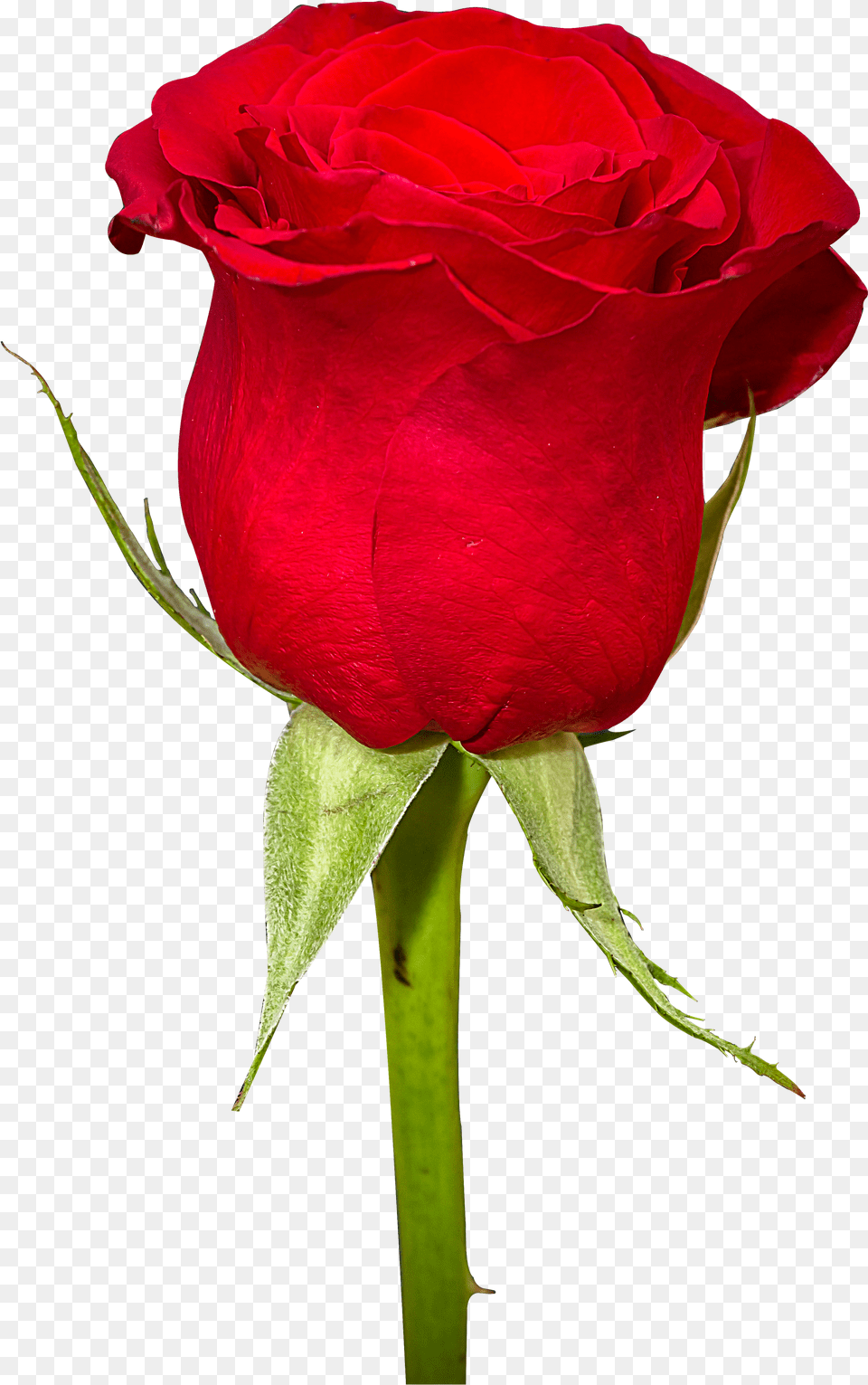 Red Roses For Women Icons And Backgrounds Rose Flowers Image Png