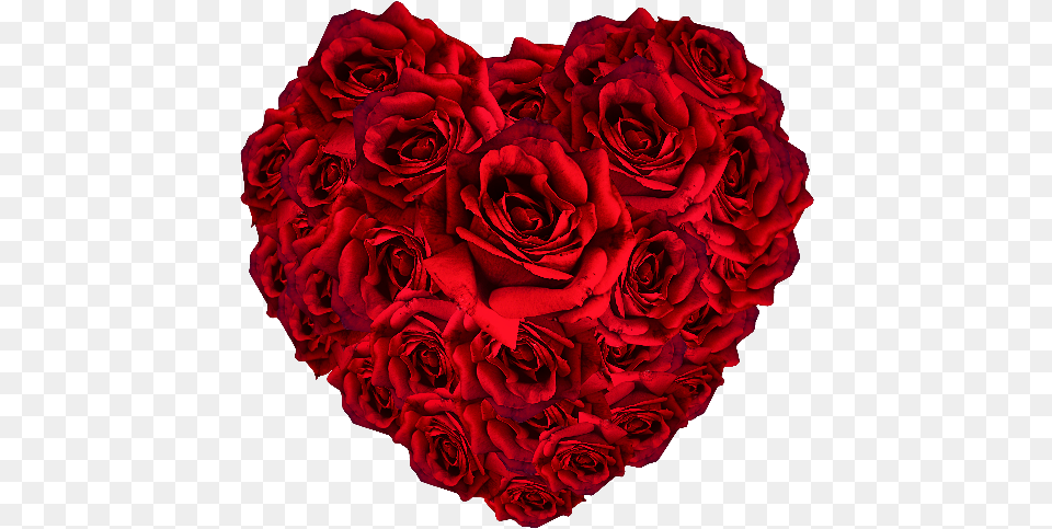 Red Roses Heart Rose Flower Heart, Plant Free Transparent Png