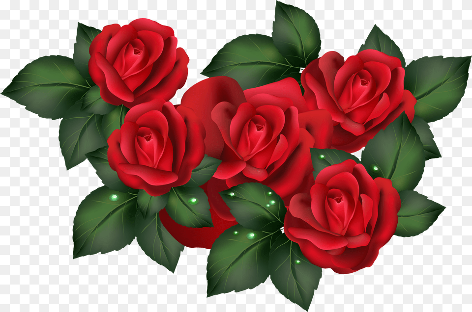Red Roses Photo Transparent Background Free Png