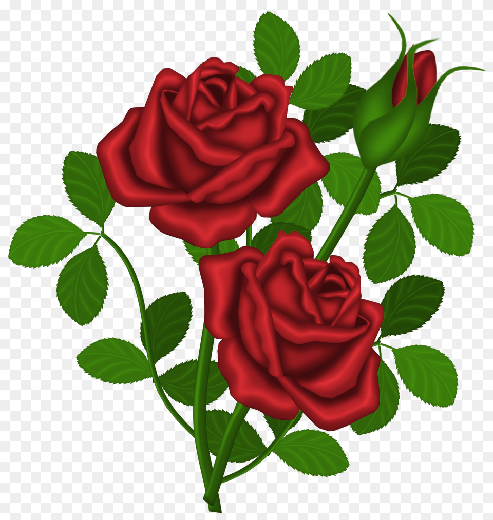 Red Roses Picture, Flower, Plant, Rose Free Png
