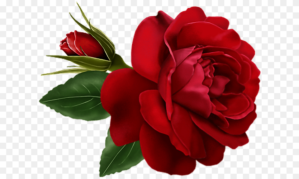 Red Roses Rosas Rojas Foryou Bemyvalentine Valentinesda Rose Flower Gif, Plant Png