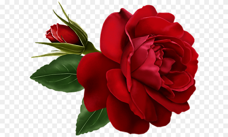 Red Roses Rosas Rojas Foryou Bemyvalentine Valentinesday Rose Flower Gif, Plant Free Transparent Png