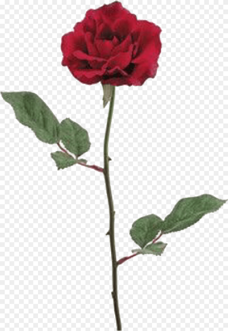 Red Roses Silk Flower, Plant, Rose, Petal Free Png