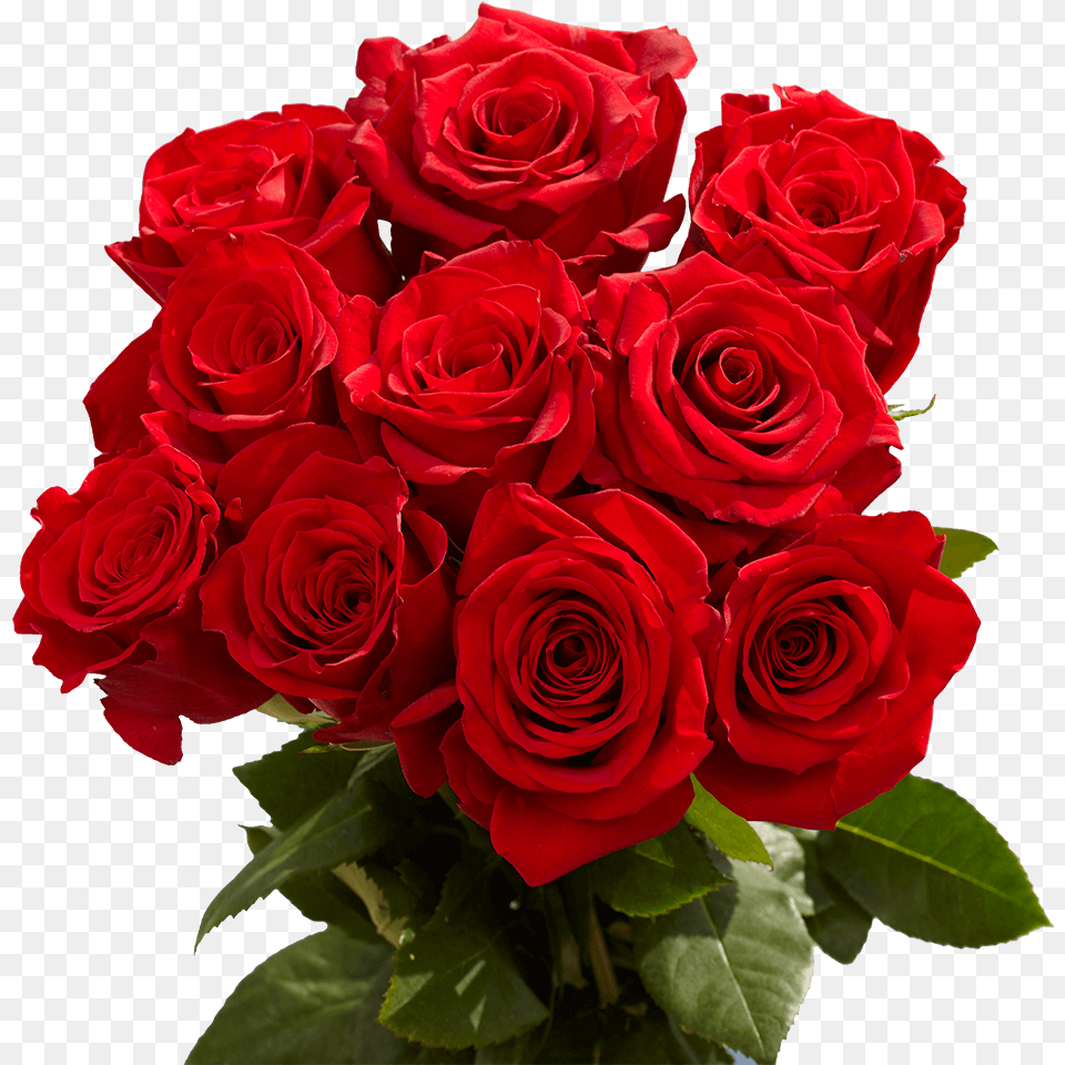 Red Roses Valentine S Day Delivery Beautiful Red Rose Flowers, Flower, Flower Arrangement, Flower Bouquet, Plant Png Image