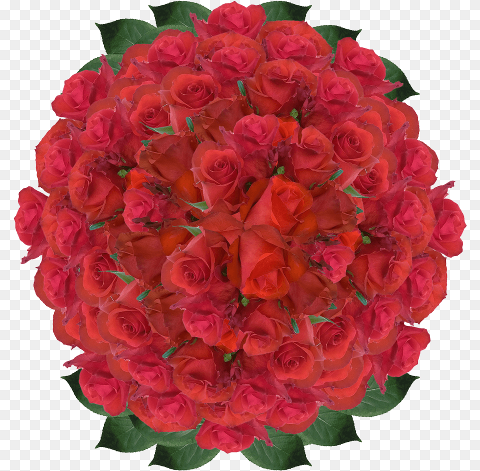 Red Roses Wholesale Blood Red Rose Flowers Order Roses Floribunda, Plant, Geranium, Flower Bouquet, Flower Arrangement Png Image