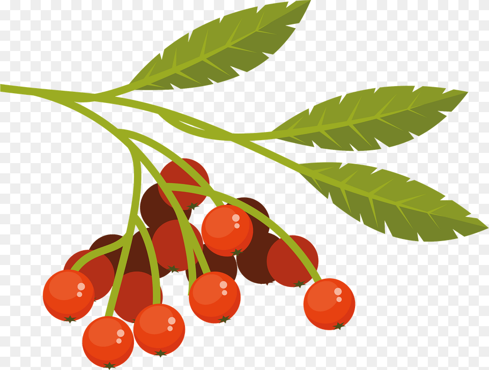 Red Rowan Clipart, Cherry, Food, Fruit, Plant Free Png Download