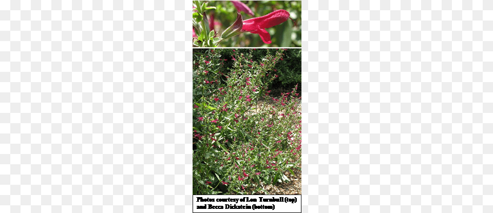 Red Sage Salvia Pentstemonoides Woods39 Rose, Flower, Herbal, Herbs, Plant Free Transparent Png
